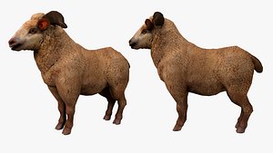 3D fluffy ram sheep rig  high-poly textured model