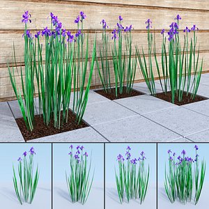 3D siberian iris sibirica landscape