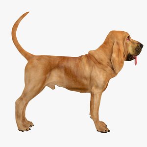 bloodhound tan dog 3d model