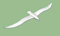 Albatross