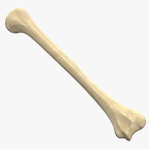 Humerus Bone