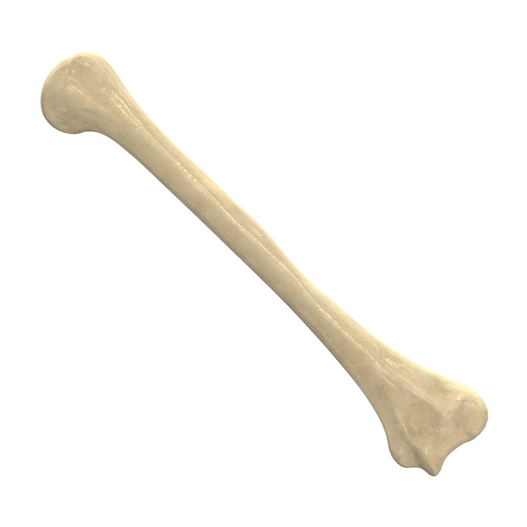 3ds Max Humerus Bone