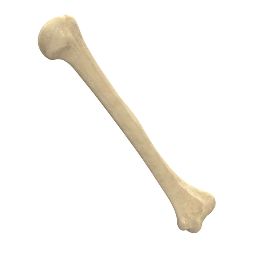 3ds Max Humerus Bone