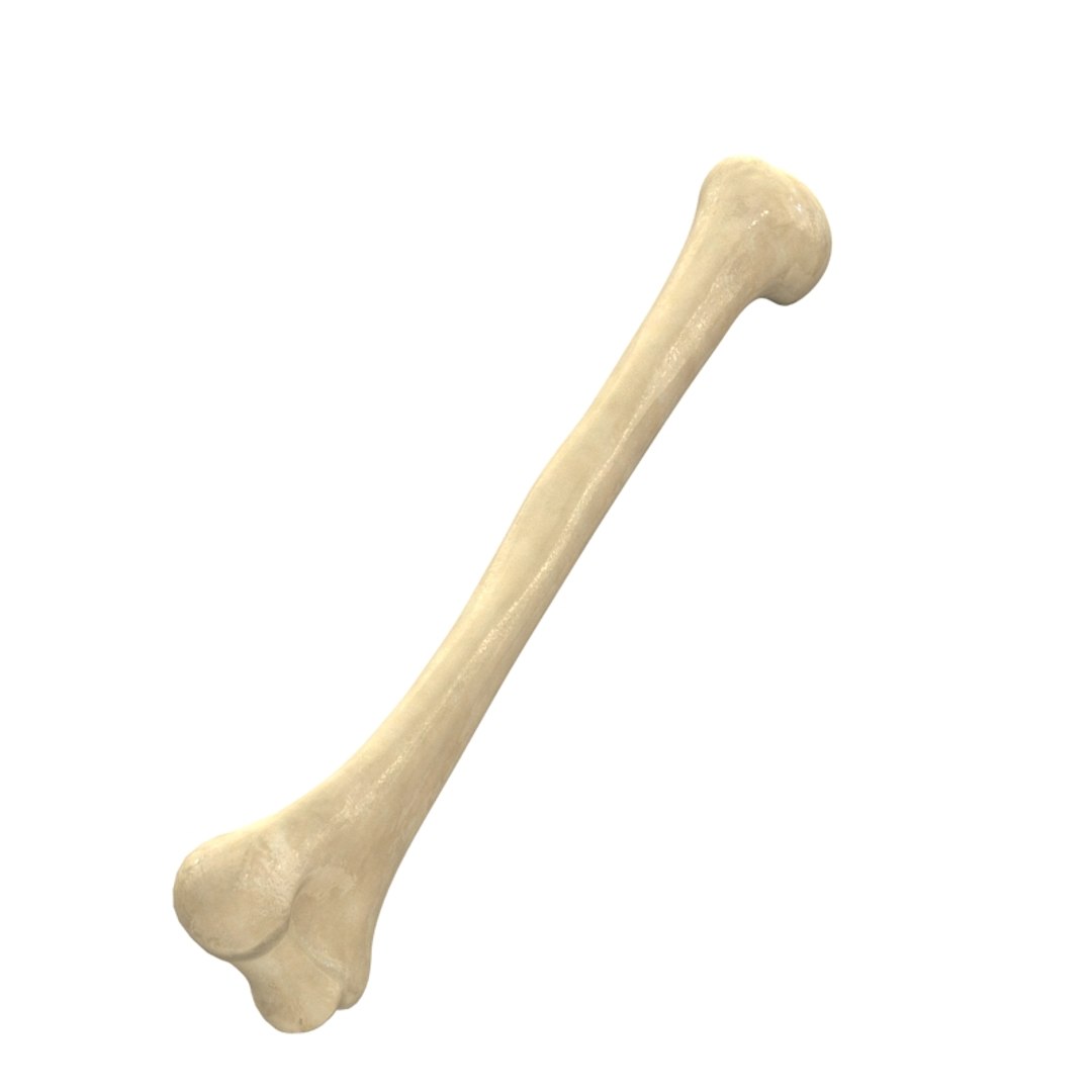 3ds Max Humerus Bone