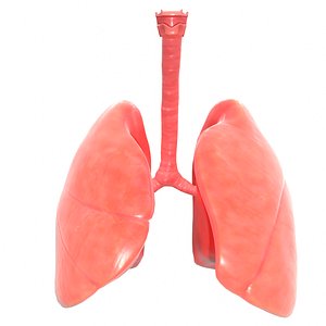 human lungs 3D model