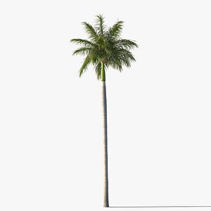 max royal palm tree