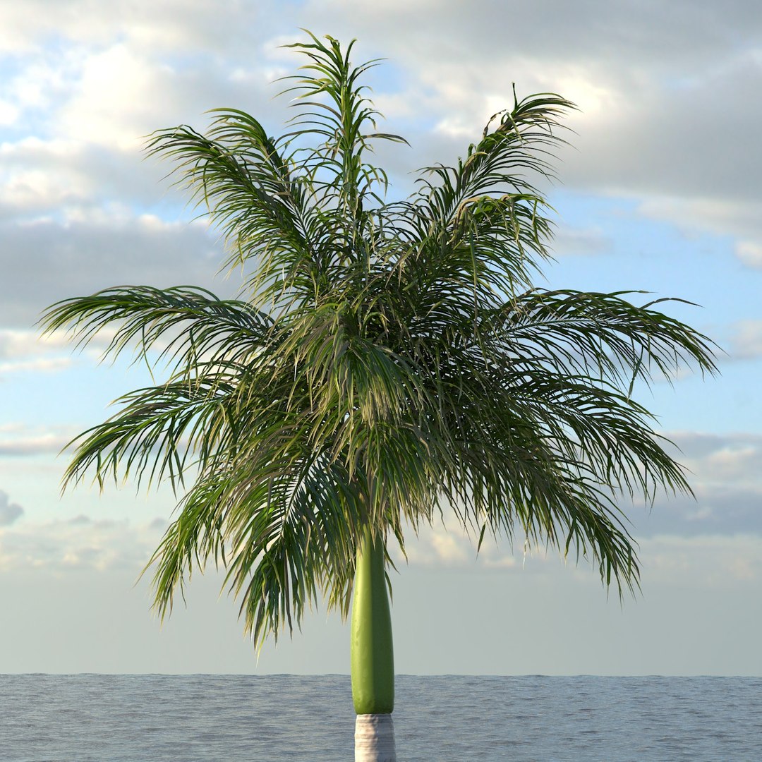 Max Royal Palm Tree
