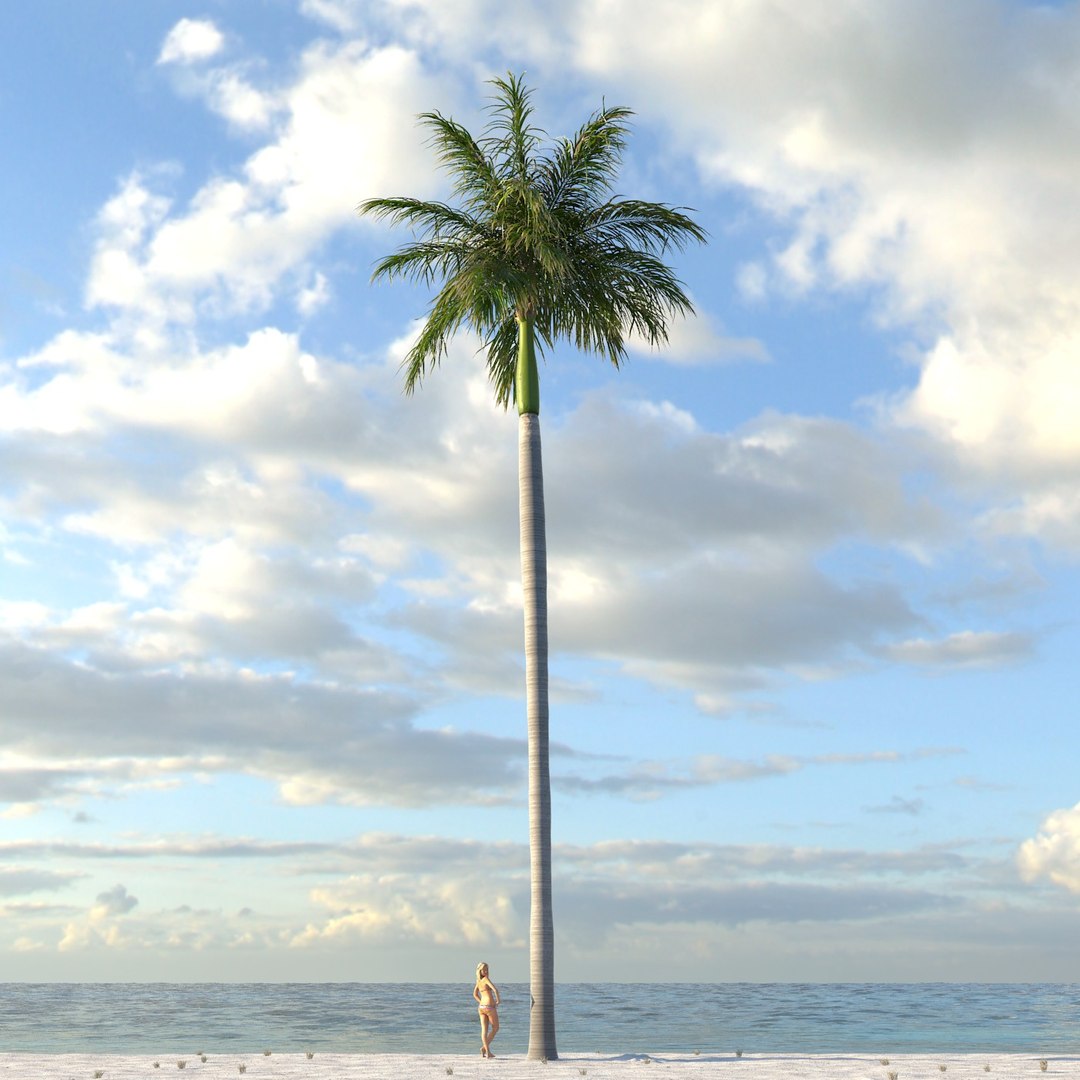 Max Royal Palm Tree
