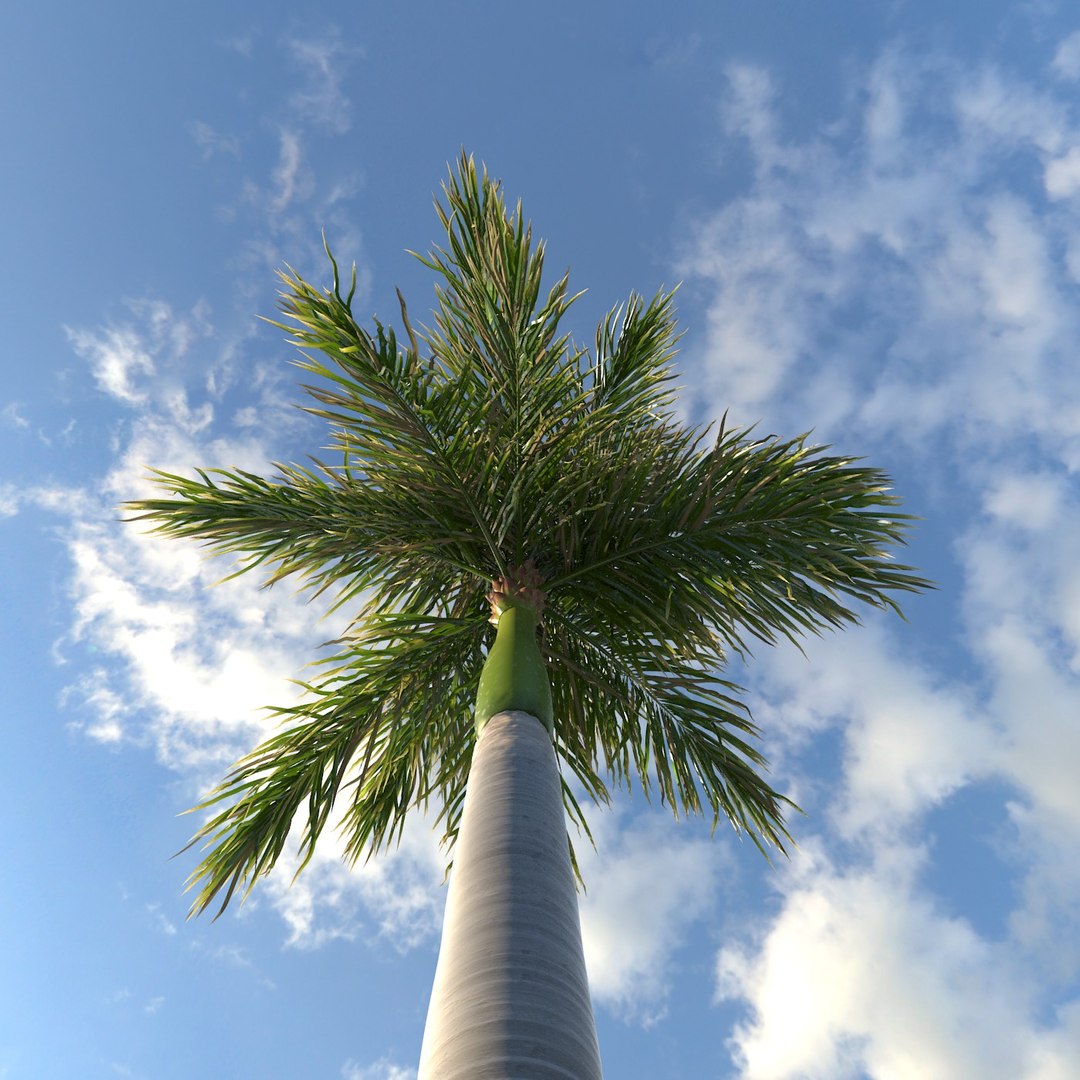 Max Royal Palm Tree