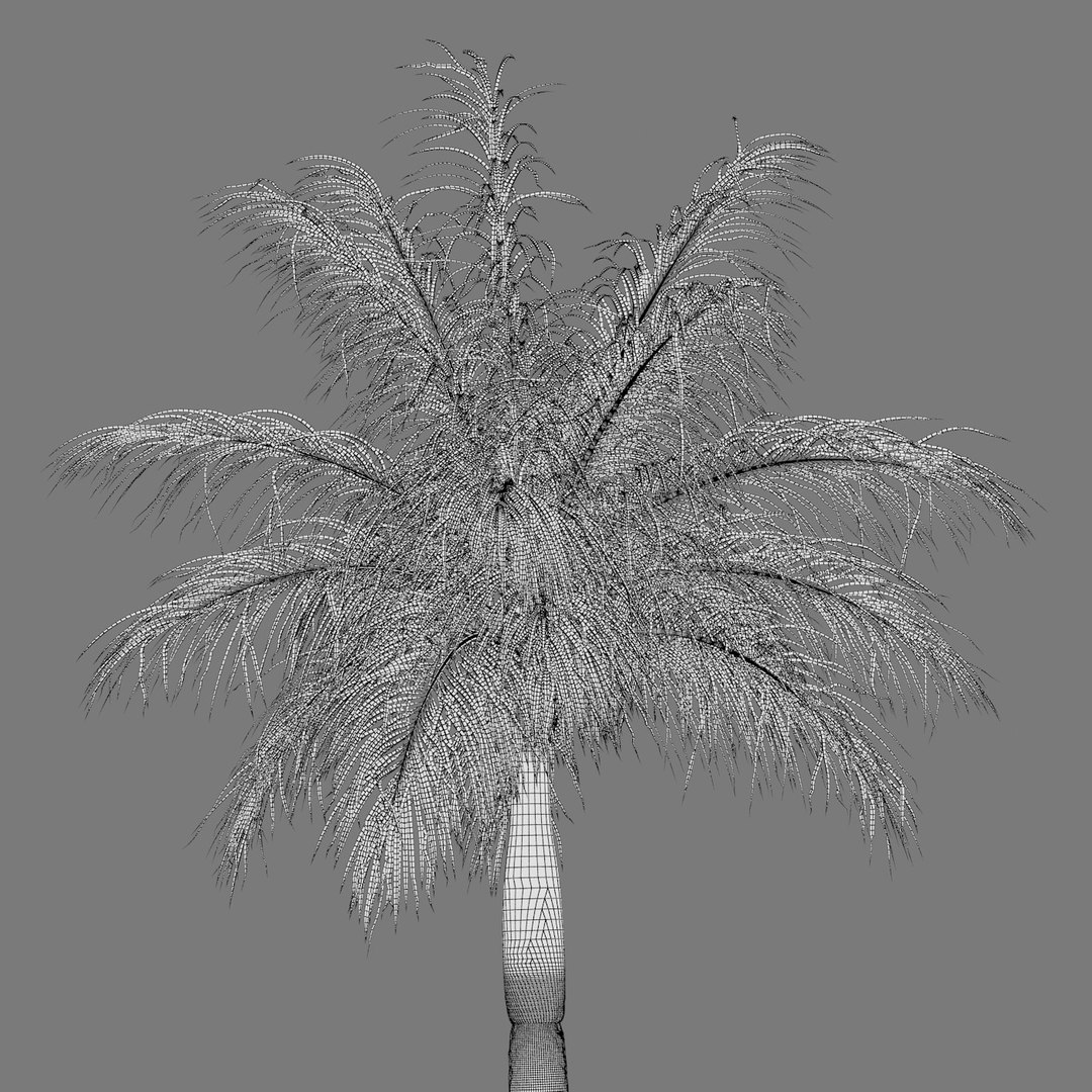 Max Royal Palm Tree