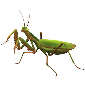 Boxing Mantis 3D