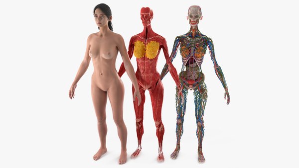 ANATOMY - FEMALE 解剖学模型 女性骨盆模型，2部分| 1000281 | H10 | 生殖和骨盆模型| 3B Scientific