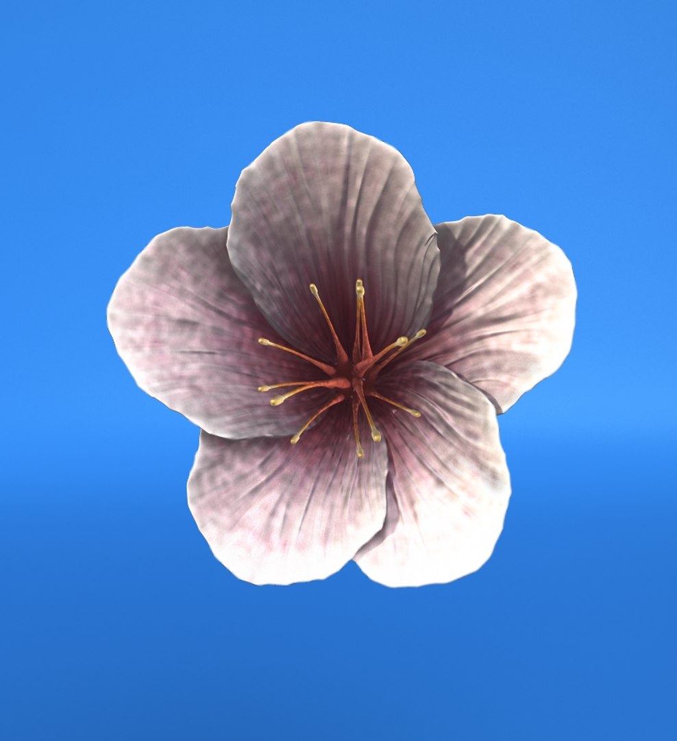 Cherry Blossom Obj