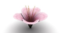 Blossom