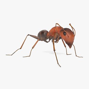 3D Animated Ant model