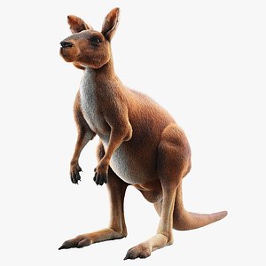 kangaroo fur hair 3D