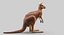 kangaroo fur hair 3D