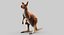 kangaroo fur hair 3D