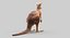 kangaroo fur hair 3D