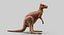 kangaroo fur hair 3D