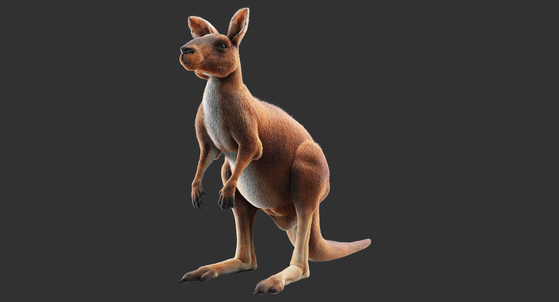kangaroo fur hair 3D https://p.turbosquid.com/ts-thumb/Xt/BM4vA8/jzie118y/c/jpg/1508918067/1920x1080/fit_q87/fd85fb7049dc732dd83e7432bc55f48119947326/c.jpg