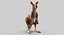 kangaroo fur hair 3D