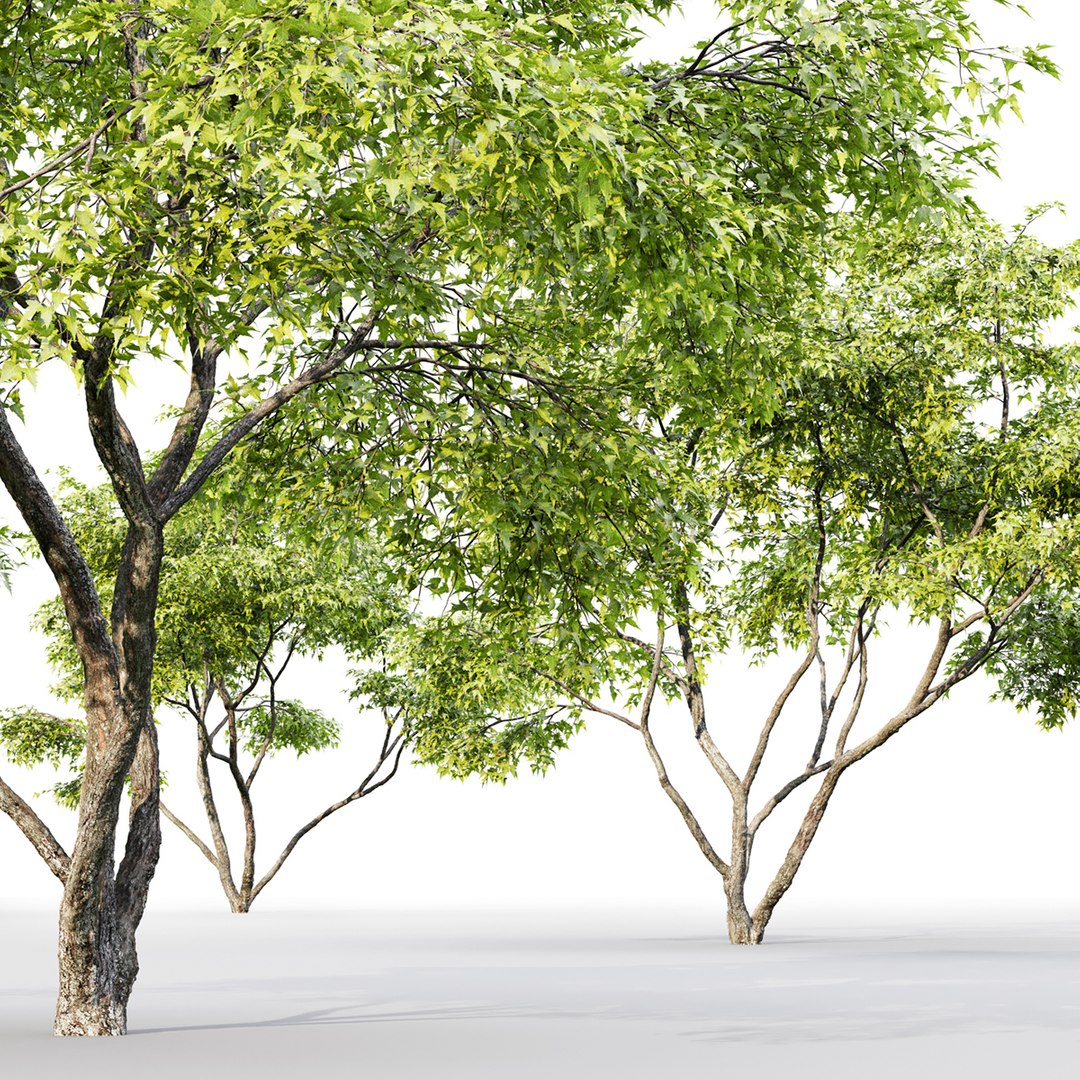 2 trees acer ginnala 3D https://p.turbosquid.com/ts-thumb/Xt/HGIzh4/4ad9FIgx/31200/jpg/1584704027/1920x1080/fit_q87/9e7ed3dd34479cefe63f66fddc23aa95c3856ad2/31200.jpg