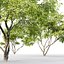 Acer Ginnala # 2