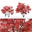 Acer Ginnala # 2