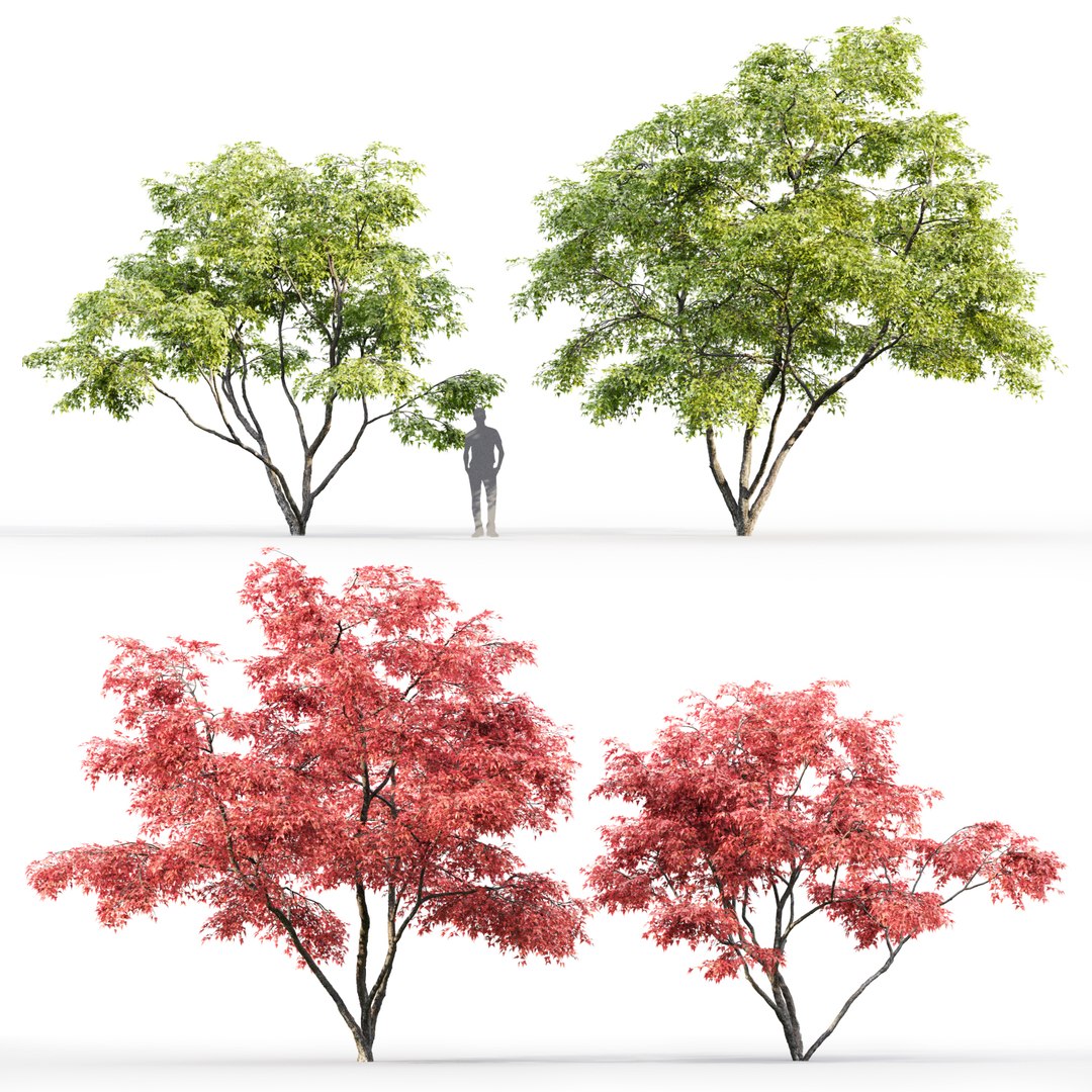 2 trees acer ginnala 3D https://p.turbosquid.com/ts-thumb/Xt/HGIzh4/XHKovfZs/2/jpg/1584704009/1920x1080/fit_q87/afb9262c0f960a73e6d5e405eee997765e7a6f3b/2.jpg