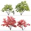 Acer Ginnala # 2