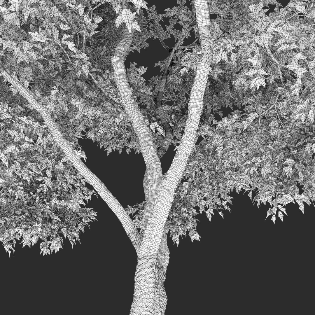 2 trees acer ginnala 3D https://p.turbosquid.com/ts-thumb/Xt/HGIzh4/xeGJ1zYD/4/jpg/1584704049/1920x1080/fit_q87/762d4d48d9dd456e18b7e5cd09723ad77f146154/4.jpg