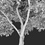Acer Ginnala # 2