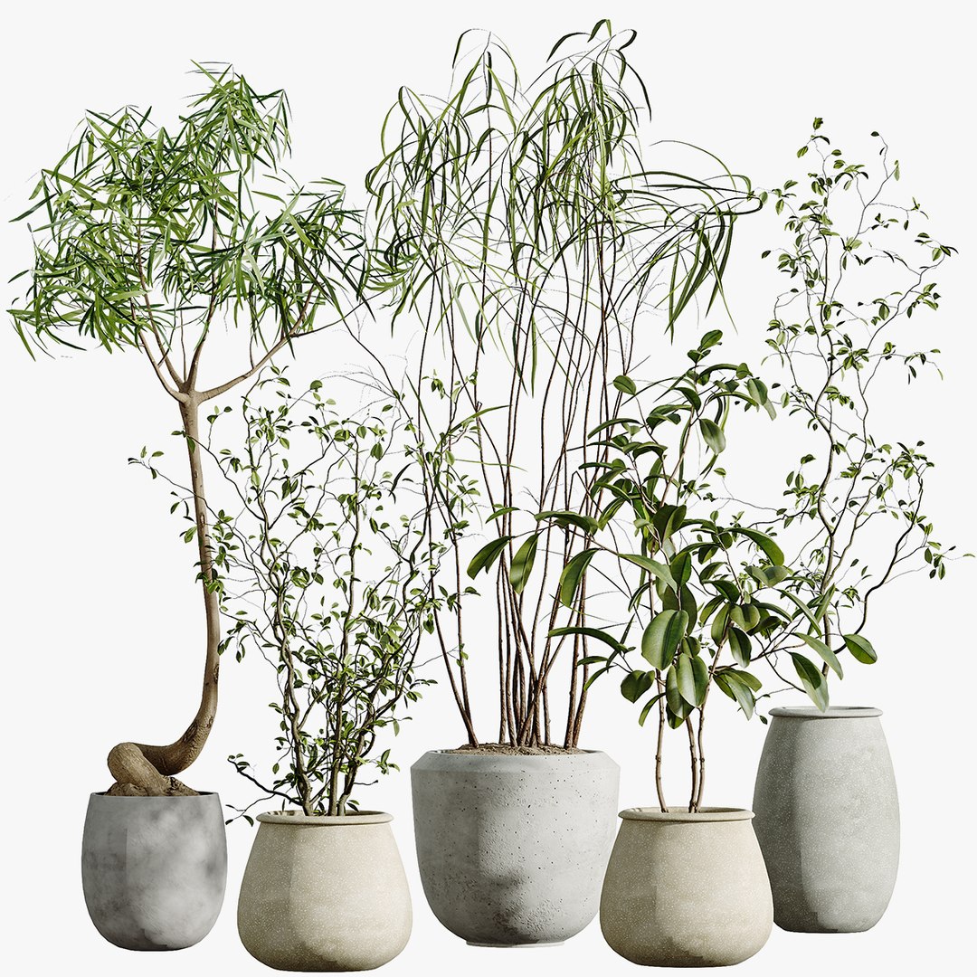 AV Indoor Plants Set 312 Japandi Decorative Minimalism Ficus Dracaena  Marginata 3D - TurboSquid 2456167