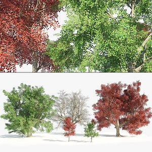 summer and fall red maple trees