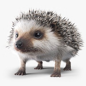 hedgehog fur 3D