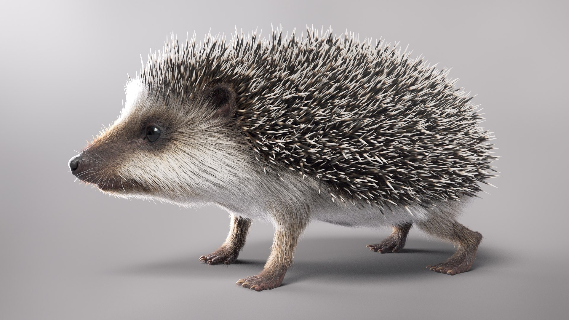 Hedgehog Fur 3D - TurboSquid 1665531