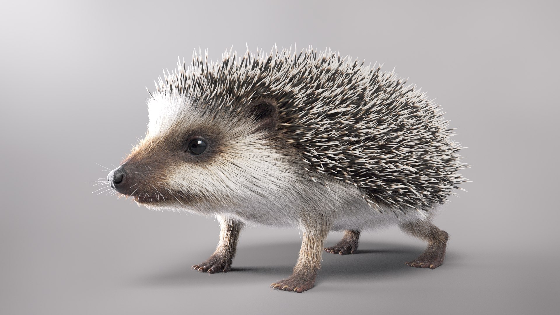 Hedgehog Fur 3d - Turbosquid 1665531