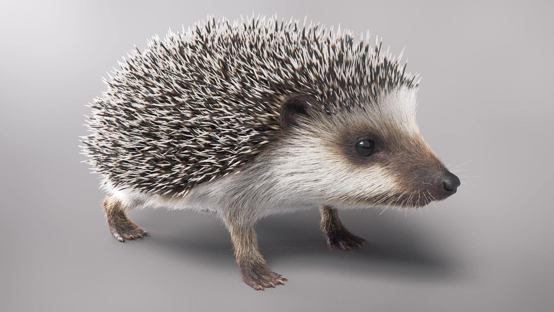 Hedgehog Fur 3D - TurboSquid 1665531