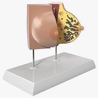 Female Breast Anatomy Model During Pregnancy