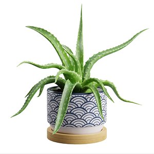 3D Aloe Vera Small Pot