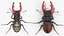Lucanus Cervus Stag Beetle Walking Pose