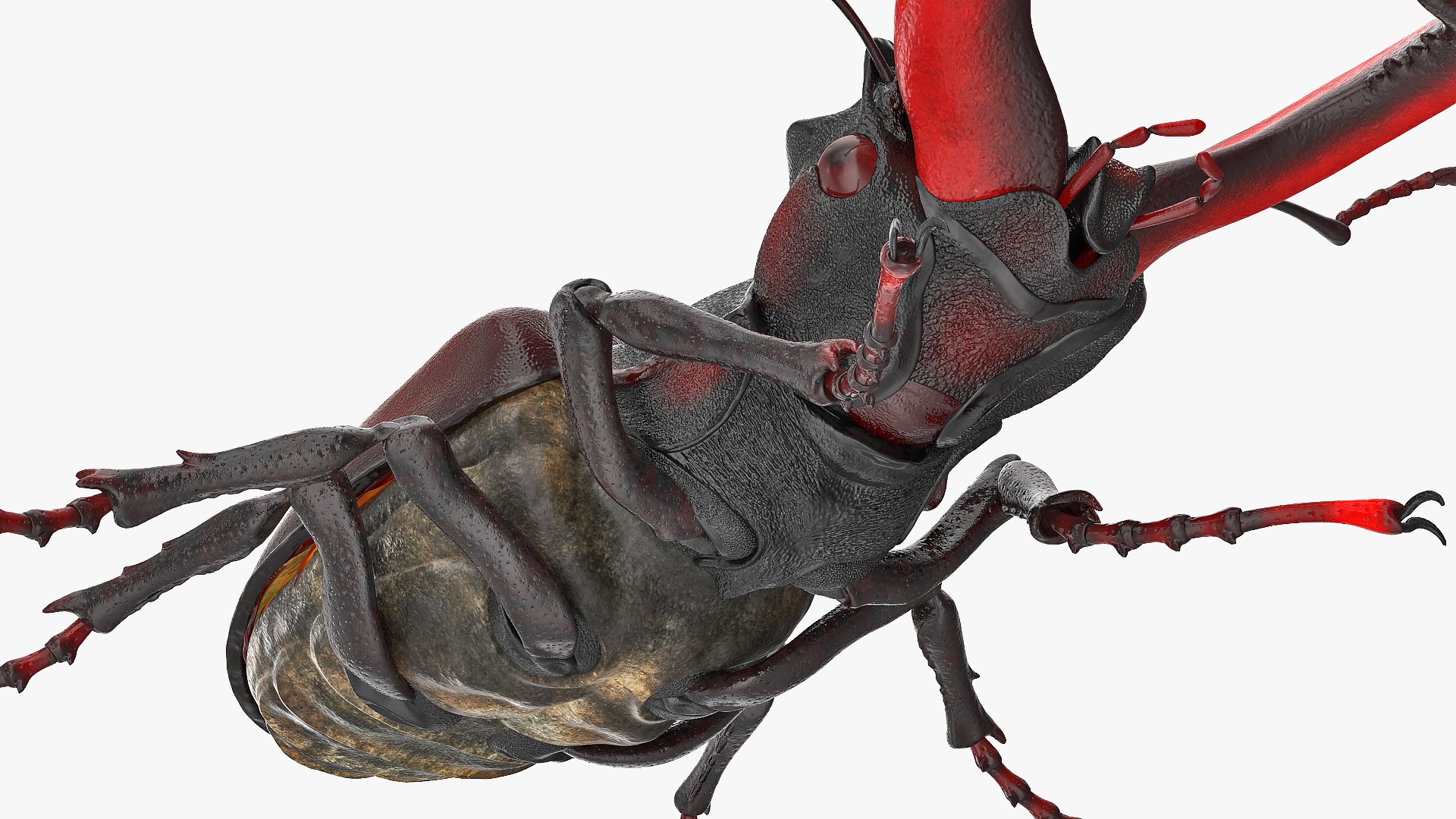 3D lucanus cervus stag beetle https://p.turbosquid.com/ts-thumb/Xu/OAjaSw/EAgSBOiW/lucanuscervusstagbeetlewalkingposec4dmodel013/jpg/1582008589/1920x1080/fit_q87/0cffa0510c652b5df63692b0f69fb4a243615ca6/lucanuscervusstagbeetlewalkingposec4dmodel013.jpg