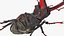 Lucanus Cervus Stag Beetle Walking Pose
