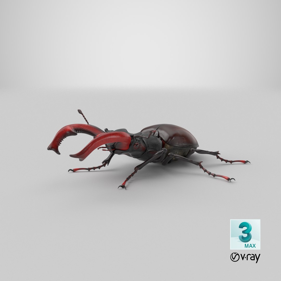 3D lucanus cervus stag beetle https://p.turbosquid.com/ts-thumb/Xu/OAjaSw/Eo/stemcell_max_vray_render/png/1631361919/1920x1080/fit_q87/59b9f166797cbd9b7585db56b5876f5170fa867b/stemcell_max_vray_render.jpg