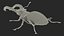 Lucanus Cervus Stag Beetle Walking Pose