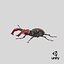 Lucanus Cervus Stag Beetle Walking Pose