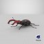 Lucanus Cervus Stag Beetle Walking Pose