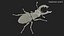 Lucanus Cervus Stag Beetle Walking Pose
