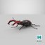 Lucanus Cervus Stag Beetle Walking Pose